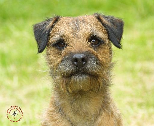 Border Terrier 8W44D-23.JPG